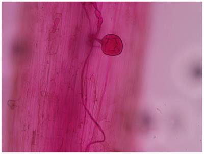 Changes in sulfur in soybean rhizosphere soil and the response of microbial flora in a continuous cropping system mediated by Funneliformis mosseae